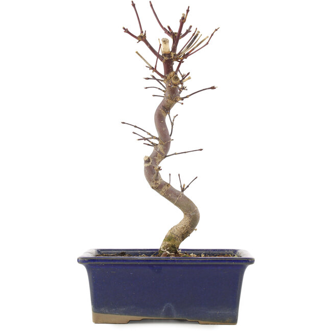 Acer palmatum Deshojo, 25 cm, ± 5 anni