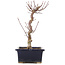 Acer palmatum Deshojo, 22 cm, ± 5 Jahre alt