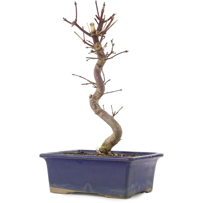 Acer palmatum Deshojo, 25 cm, ± 5 years old