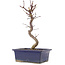 Acer palmatum Deshojo, 25 cm, ± 5 Jahre alt