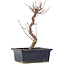 Acer palmatum Deshojo, 22 cm, ± 5 Jahre alt