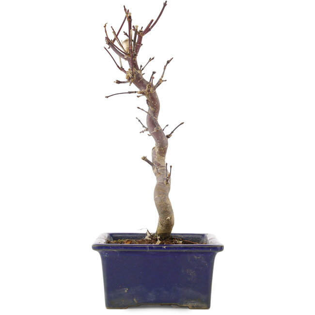 Acer palmatum Deshojo, 25 cm, ± 5 años