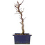 Acer palmatum Deshojo, 25 cm, ± 5 jaar oud