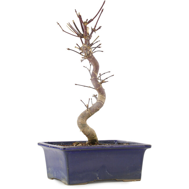 Acer palmatum Deshojo, 25 cm, ± 5 anni