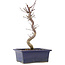 Acer palmatum Deshojo, 25 cm, ± 5 anni