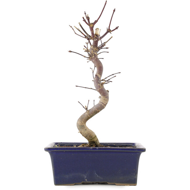 Acer palmatum Deshojo, 25 cm, ± 5 años