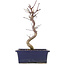 Acer palmatum Deshojo, 25 cm, ± 5 ans