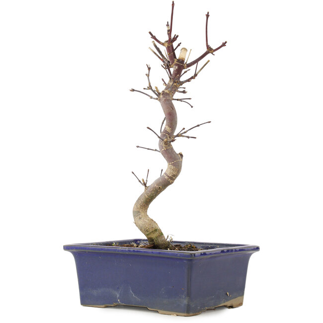 Acer palmatum Deshojo, 25 cm, ± 5 anni