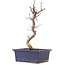 Acer palmatum Deshojo, 25 cm, ± 5 years old