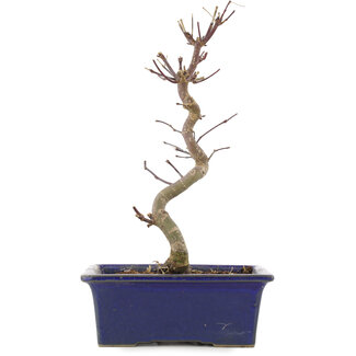 Acer palmatum Deshojo, 24,5 cm, ± 5 jaar oud