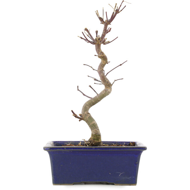 Acer palmatum Deshojo, 24,5 cm, ± 5 anni
