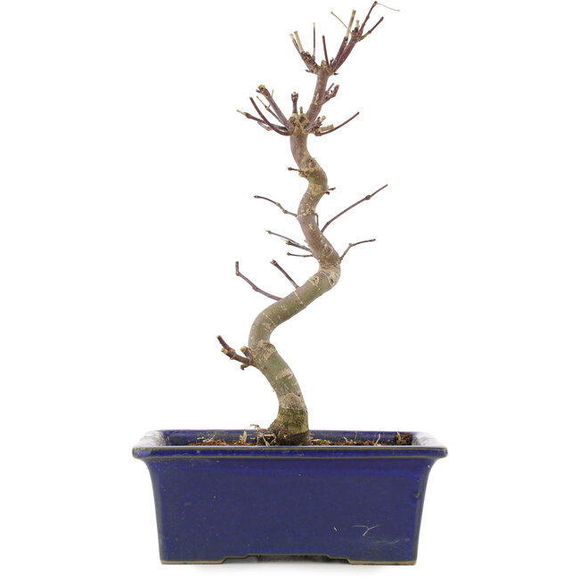 Acer palmatum Deshojo, 24,5 cm, ± 5 Jahre alt