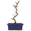 Acer palmatum Deshojo, 24,5 cm, ± 5 Jahre alt