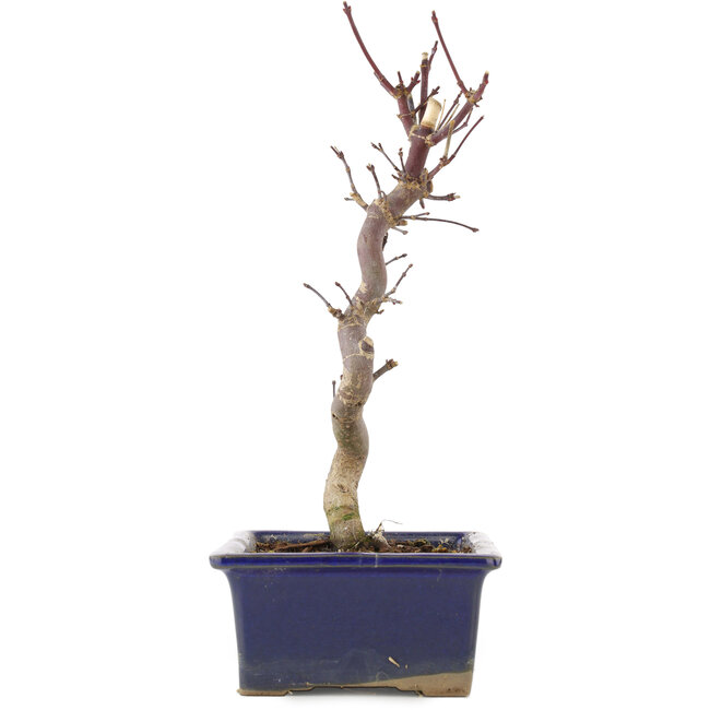 Acer palmatum Deshojo, 25 cm, ± 5 años