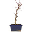 Acer palmatum Deshojo, 25 cm, ± 5 ans