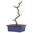 Acer palmatum Deshojo, 24,5 cm, ± 5 anni