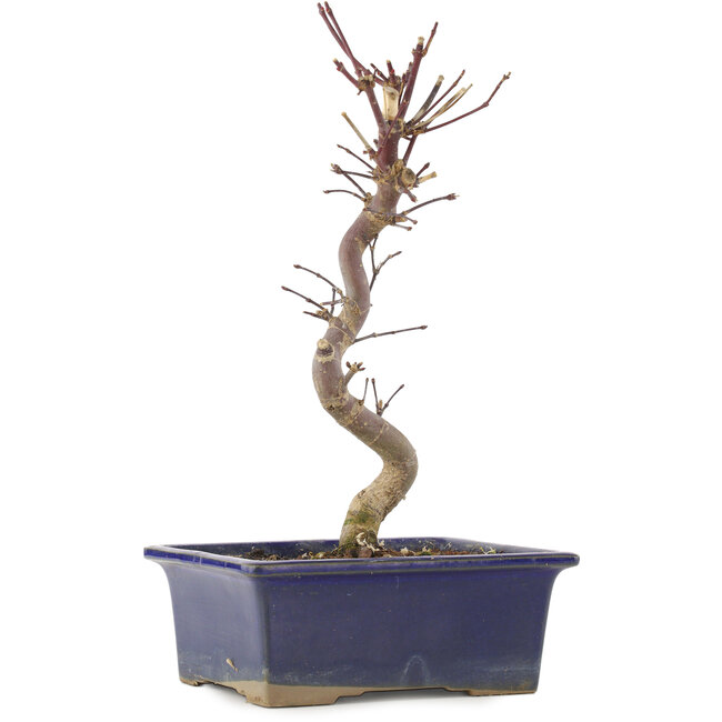 Acer palmatum Deshojo, 25 cm, ± 5 jaar oud
