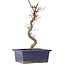 Acer palmatum Deshojo, 25 cm, ± 5 años