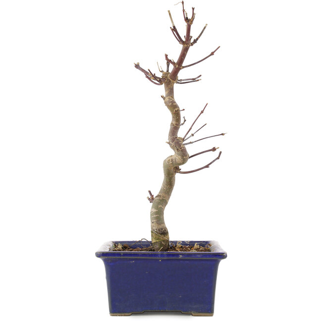 Acer palmatum Deshojo, 24,5 cm, ± 5 anni
