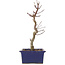 Acer palmatum Deshojo, 24,5 cm, ± 5 anni