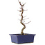 Acer palmatum Deshojo, 24,5 cm, ± 5 anni