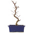 Acer palmatum Deshojo, 24,5 cm, ± 5 jaar oud