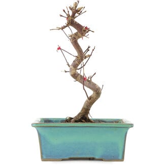 Acer palmatum Deshojo, 21 cm, ± 5 Jahre alt