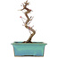 Acer palmatum Deshojo, 21 cm, ± 5 years old