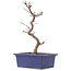 Acer palmatum Deshojo, 24,5 cm, ± 5 jaar oud