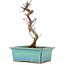 Acer palmatum Deshojo, 21 cm, ± 5 Jahre alt