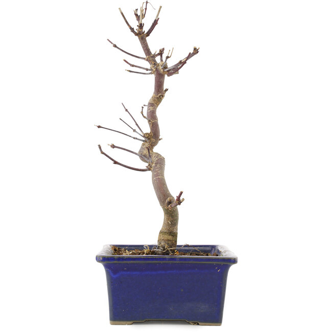 Acer palmatum Deshojo, 24,5 cm, ± 5 anni