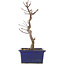 Acer palmatum Deshojo, 24,5 cm, ± 5 jaar oud