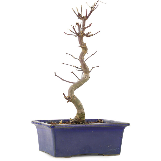 Acer palmatum Deshojo, 24,5 cm, ± 5 ans