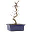 Acer palmatum Deshojo, 24,5 cm, ± 5 ans