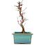 Acer palmatum Deshojo, 21 cm, ± 5 Jahre alt