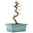 Acer palmatum Deshojo, 21 cm, ± 5 Jahre alt