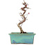 Acer palmatum Deshojo, 21 cm, ± 5 Jahre alt