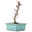 Acer palmatum Deshojo, 21 cm, ± 5 Jahre alt