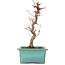 Acer palmatum Deshojo, 21 cm, ± 5 Jahre alt