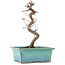 Acer palmatum Deshojo, 21 cm, ± 5 Jahre alt