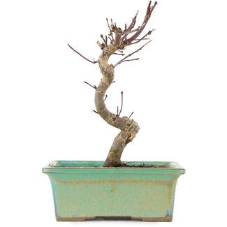 Acer palmatum Deshojo, 20 cm, ± 5 ans