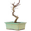 Acer palmatum Deshojo, 20 cm, ± 5 Jahre alt