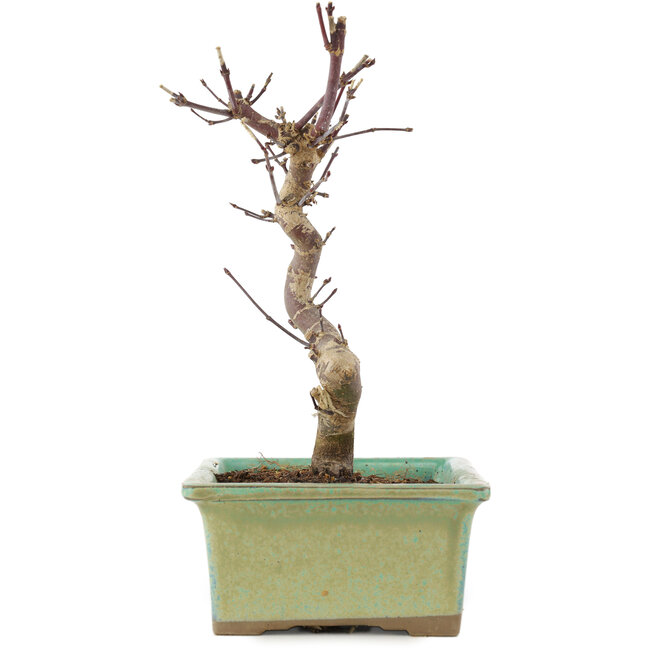Acer palmatum Deshojo, 20 cm, ± 5 anni