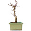 Acer palmatum Deshojo, 20 cm, ± 5 Jahre alt