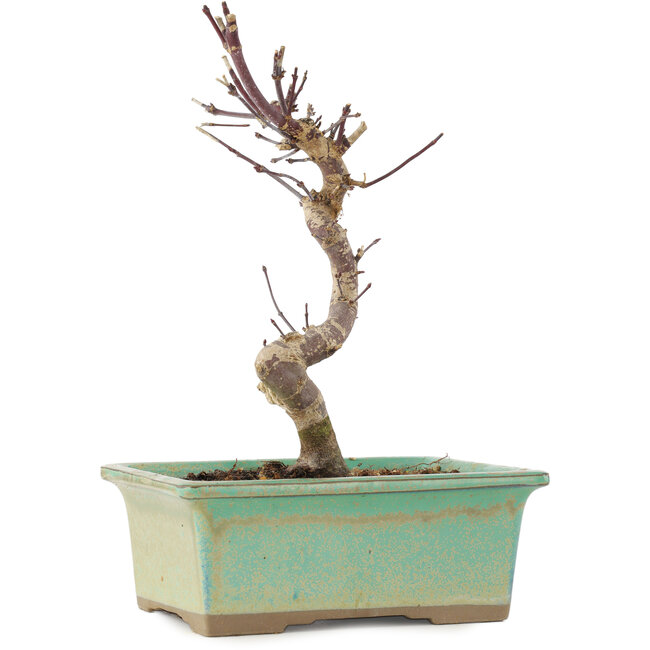 Acer palmatum Deshojo, 20 cm, ± 5 anni