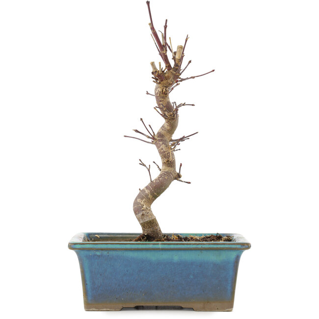 Acer palmatum Deshojo, 22 cm, ± 5 años