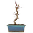 Acer palmatum Deshojo, 22 cm, ± 5 anni