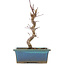 Acer palmatum Deshojo, 22 cm, ± 5 Jahre alt