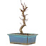 Acer palmatum Deshojo, 22 cm, ± 5 Jahre alt