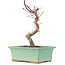 Acer palmatum Deshojo, 20 cm, ± 5 Jahre alt